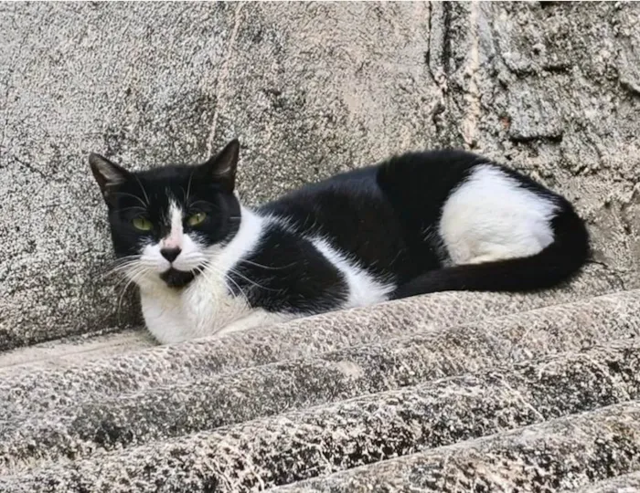 Gato ra a SRD-ViraLata idade 7 a 11 meses nome Nina Linda bb10messs
