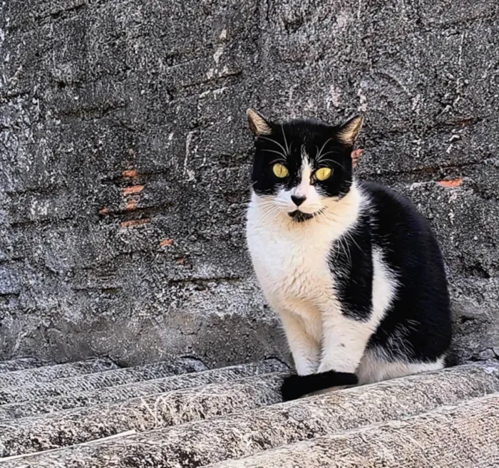 Gato ra a SRD-ViraLata idade 7 a 11 meses nome Nina Linda bb10messs