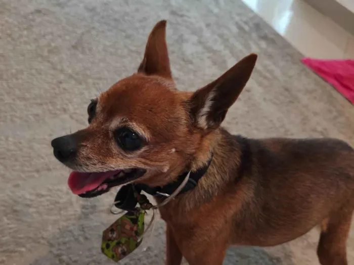 Cachorro ra a Pinscher idade 6 ou mais anos nome vovozinho