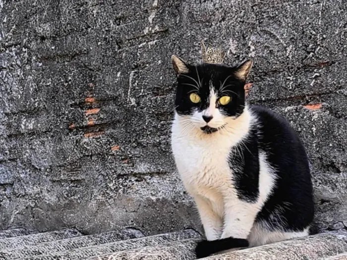 Gato ra a SRD-ViraLata idade 7 a 11 meses nome Nina Linda bb10messs
