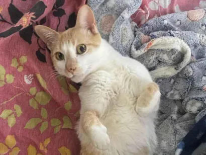 Gato raça SRD-ViraLata idade 5 anos nome Memo