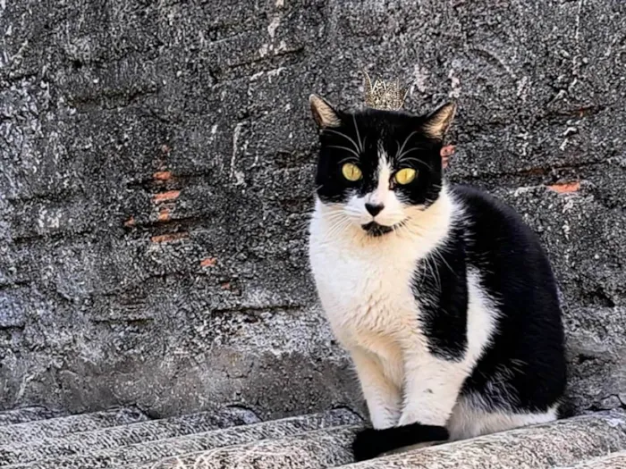 Gato ra a SRD-ViraLata idade 7 a 11 meses nome Nina Linda bb10messs