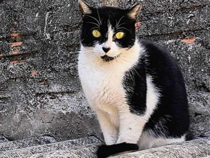 Gato ra a SRD-ViraLata idade 7 a 11 meses nome Nina Linda bb10messs