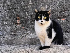 Gato raça SRD-ViraLata idade 7 a 11 meses nome Nina Linda bb10messs