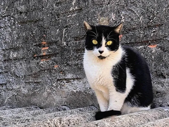 Gato ra a SRD-ViraLata idade 7 a 11 meses nome Nina Linda bb10messs