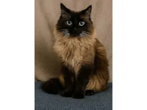 Gato raça Siamês idade 2 anos nome Temaki