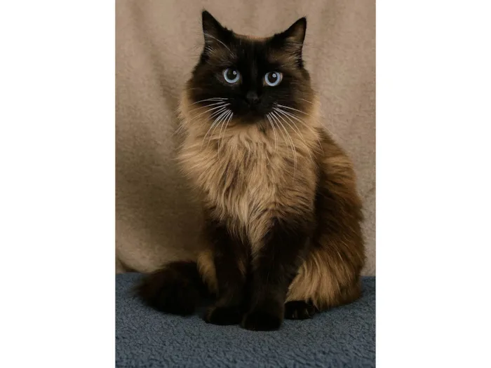 Gato ra a Siamês idade 2 anos nome Temaki