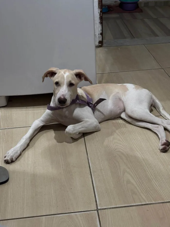 Cachorro ra a SRD-ViraLata idade 2 a 6 meses nome Brisa