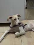 Brisa