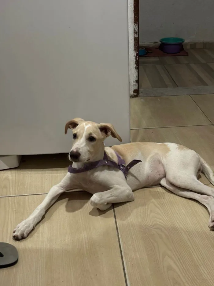 Cachorro ra a SRD-ViraLata idade 2 a 6 meses nome Brisa