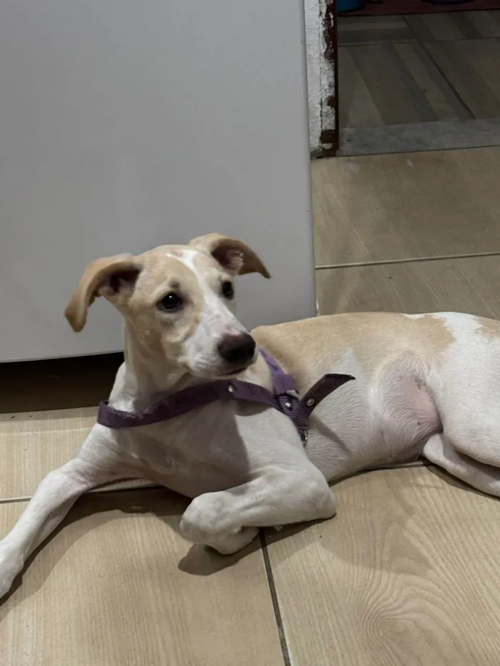 Cachorro ra a SRD-ViraLata idade 2 a 6 meses nome Brisa