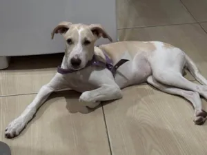 Cachorro raça SRD-ViraLata idade 2 a 6 meses nome Brisa