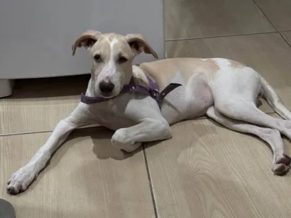 Cachorro raça SRD-ViraLata idade 2 a 6 meses nome Brisa