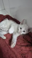 Doação Gatinho Filhote Especial