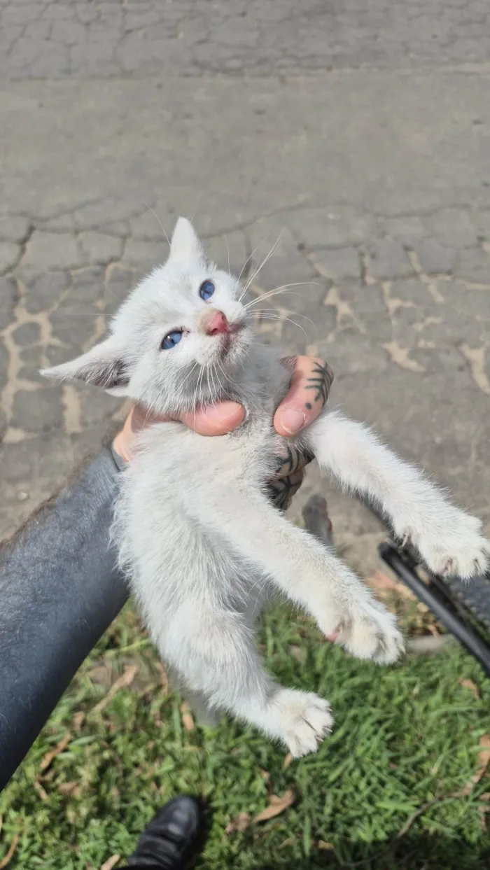 Gato ra a SRD-ViraLata idade Abaixo de 2 meses nome Doação Gatinho Filhote Especial