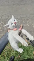 Doação Gatinho Filhote Especial