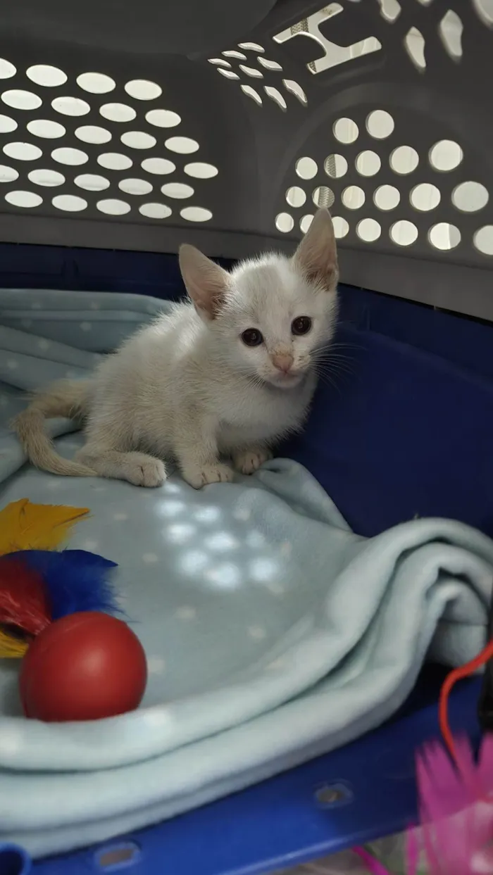 Gato ra a SRD-ViraLata idade Abaixo de 2 meses nome Doação Gatinho Filhote Especial