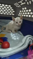 Doação Gatinho Filhote Especial