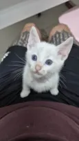 Doação Gatinho Filhote Especial