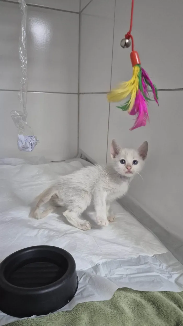 Gato ra a SRD-ViraLata idade Abaixo de 2 meses nome Doação Gatinho Filhote Especial