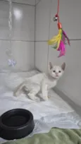 Doação Gatinho Filhote Especial