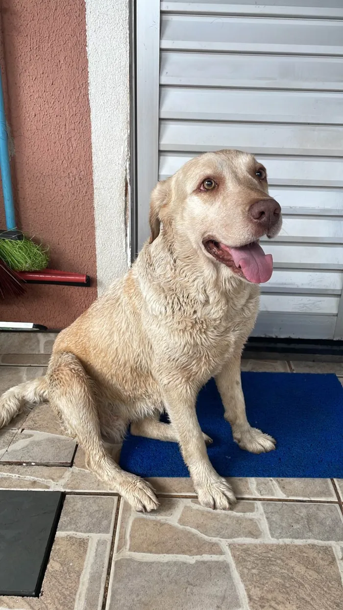 Cachorro ra a Labrador idade 3 anos nome Kyara