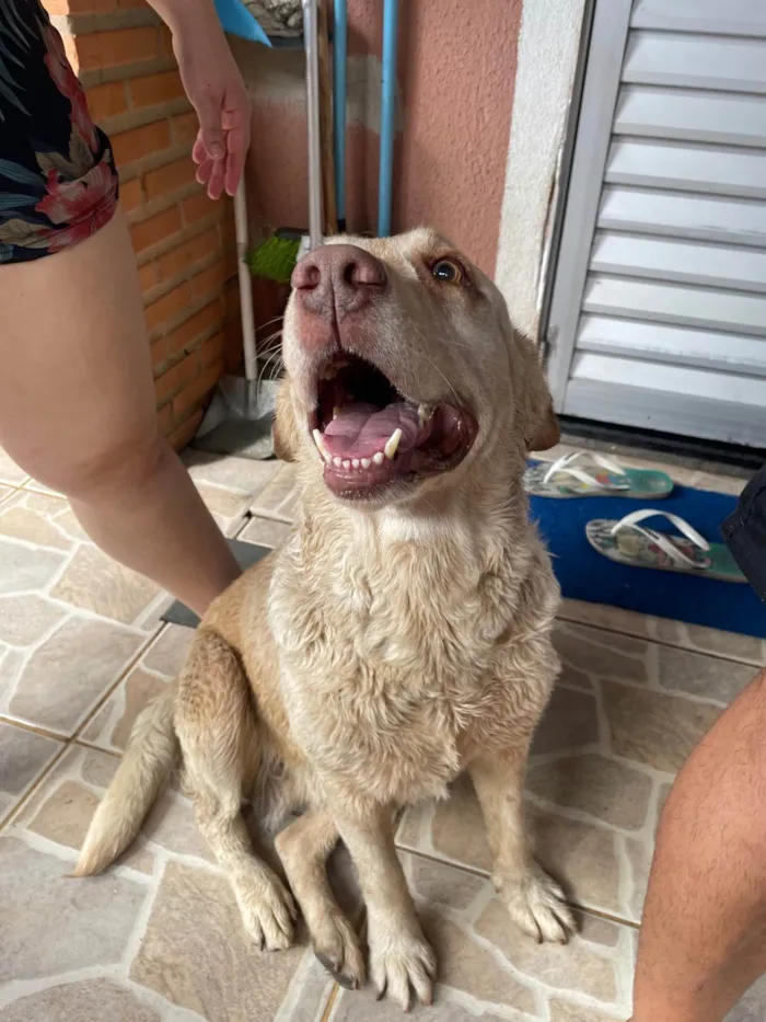 Cachorro ra a Labrador idade 3 anos nome Kyara