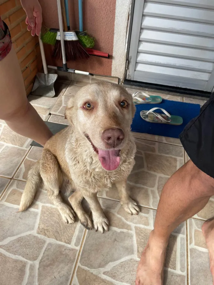 Cachorro ra a Labrador idade 3 anos nome Kyara