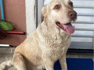 Cachorro raça Labrador idade 3 anos nome Kyara
