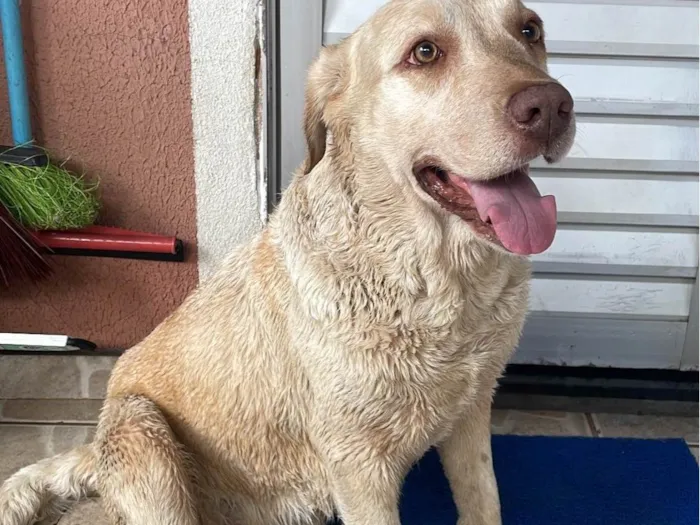 Cachorro ra a Labrador idade 3 anos nome Kyara