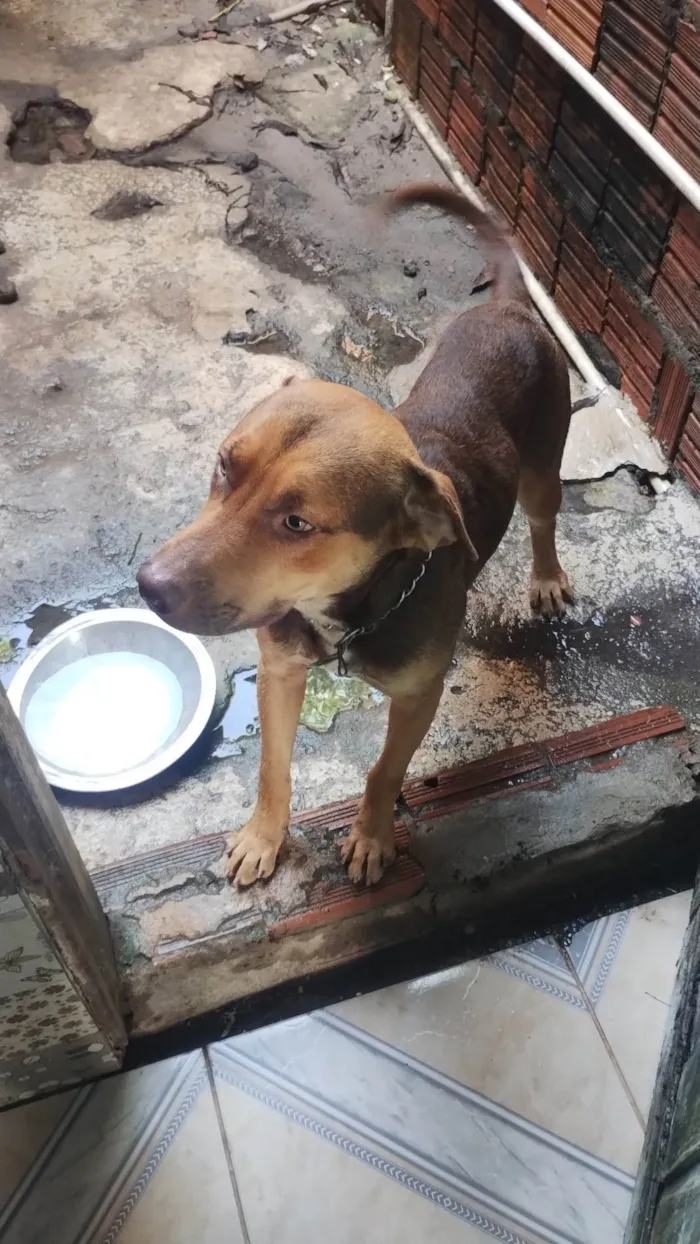 Cachorro ra a Pit-Bull idade 1 ano nome Luke 