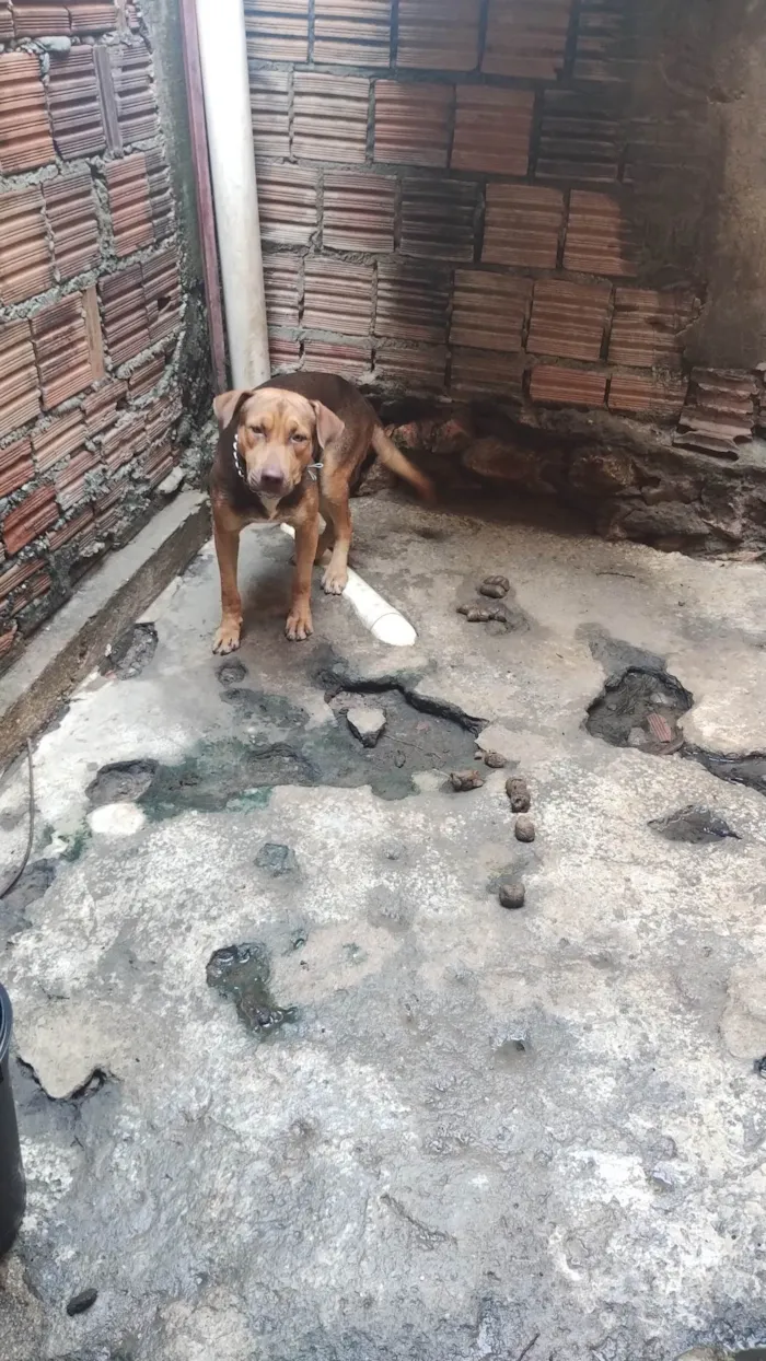 Cachorro ra a Pit-Bull idade 1 ano nome Luke 