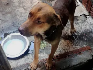 Cachorro raça Pit-Bull idade 1 ano nome Luke 