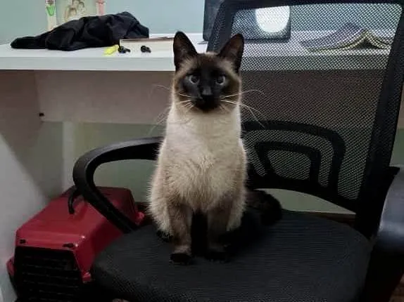 Gato ra a Siamês idade 1 ano nome Pipo
