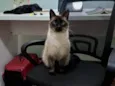 Pipo