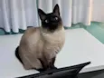 Pipo