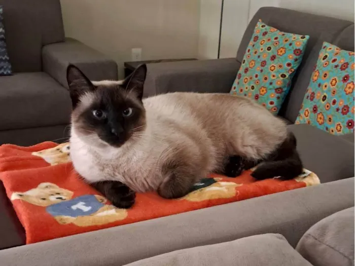 Gato ra a Siamês idade 1 ano nome Pipo