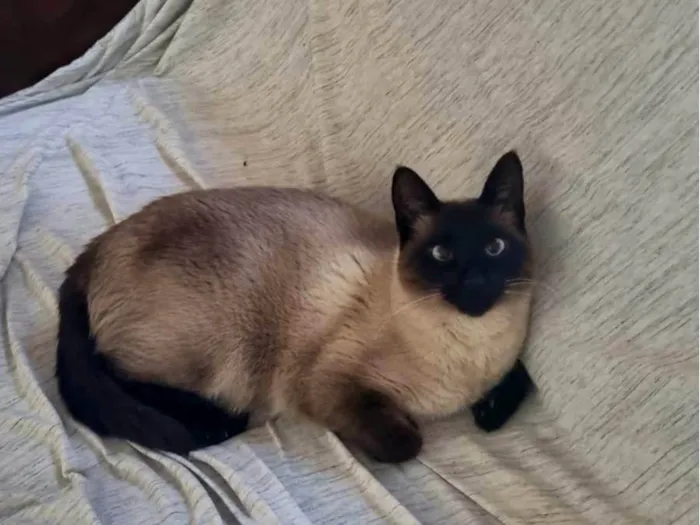 Gato ra a Siamês idade 1 ano nome Pipo