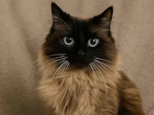 Gato raça Siamês idade 2 anos nome Temaki