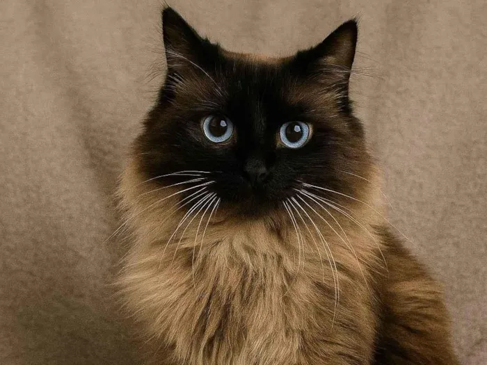 Gato ra a Siamês idade 2 anos nome Temaki