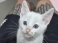 Doação Gatinho Filhote Especial
