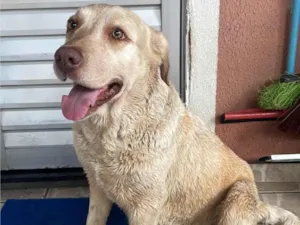 Cachorro raça Labrador idade 3 anos nome Kyara