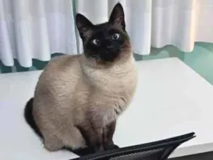 Gato raça Siamês idade 1 ano nome Pipo