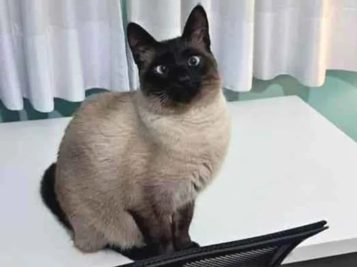 Gato ra a Siamês idade 1 ano nome Pipo