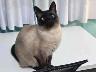 Gato raça Siamês idade 1 ano nome Pipo