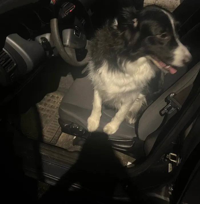 Cachorro ra a SRD-ViraLata idade 4 anos nome Boder Collie Fêmea 