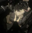 Boder Collie Fêmea