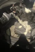Boder Collie Fêmea