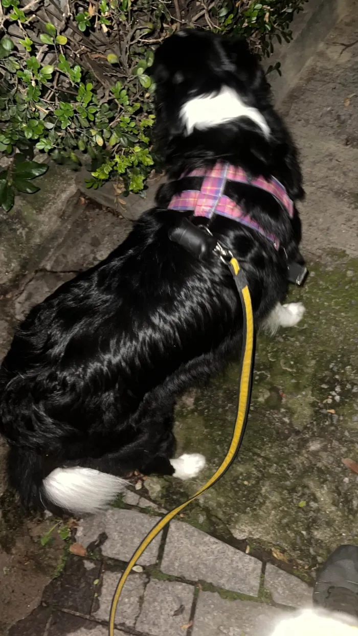Cachorro ra a SRD-ViraLata idade 4 anos nome Boder Collie Fêmea 