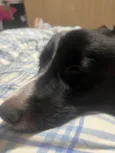Boder Collie Fêmea